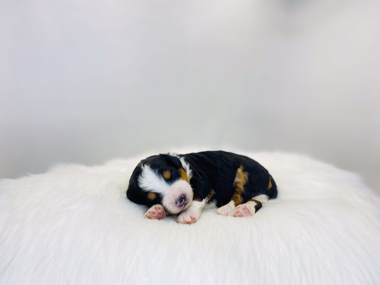 I am just a tiny baby and would love to join your family soon! Of course, you can’t see how cute and curly I will be when I get older, so the Dog Club will send updated photos when I am about 6 to 7 weeks old, if you choose to adopt me. Infant puppy deposits are refundable or transferrable.