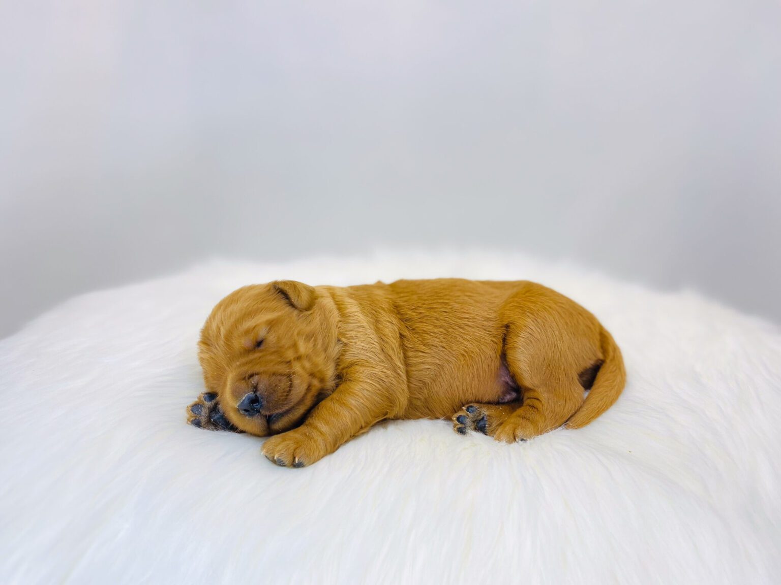 I am just a tiny baby and would love to join your family soon! Of course, you can’t see how cute and curly I will be when I get older, so the Dog Club will send updated photos when I am about 6 to 7 weeks old, if you choose to adopt me. Infant puppy deposits are refundable or transferrable.