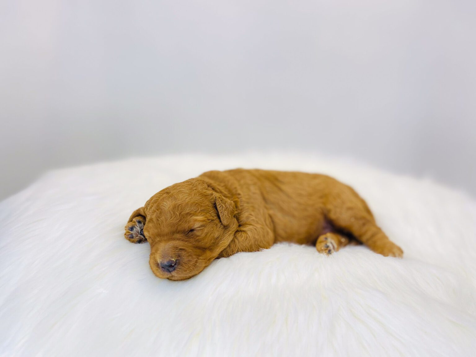 I am just a tiny baby and would love to join your family soon! Of course, you can’t see how cute and curly I will be when I get older, so the Dog Club will send updated photos when I am about 6 to 7 weeks old, if you choose to adopt me. Infant puppy deposits are refundable or transferrable.