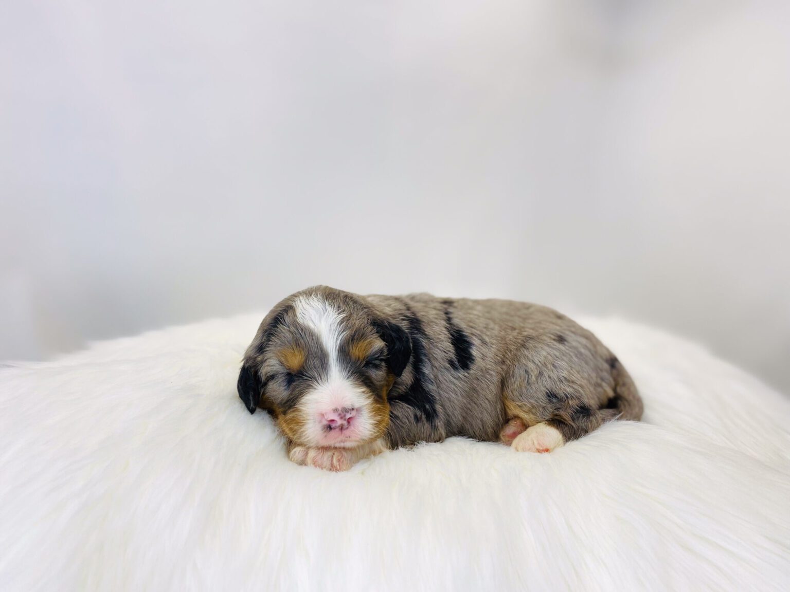 I am just a tiny baby and would love to join your family soon! Of course, you can’t see how cute and curly I will be when I get older, so the Dog Club will send updated photos when I am about 6 to 7 weeks old, if you choose to adopt me. Infant puppy deposits are refundable or transferrable.