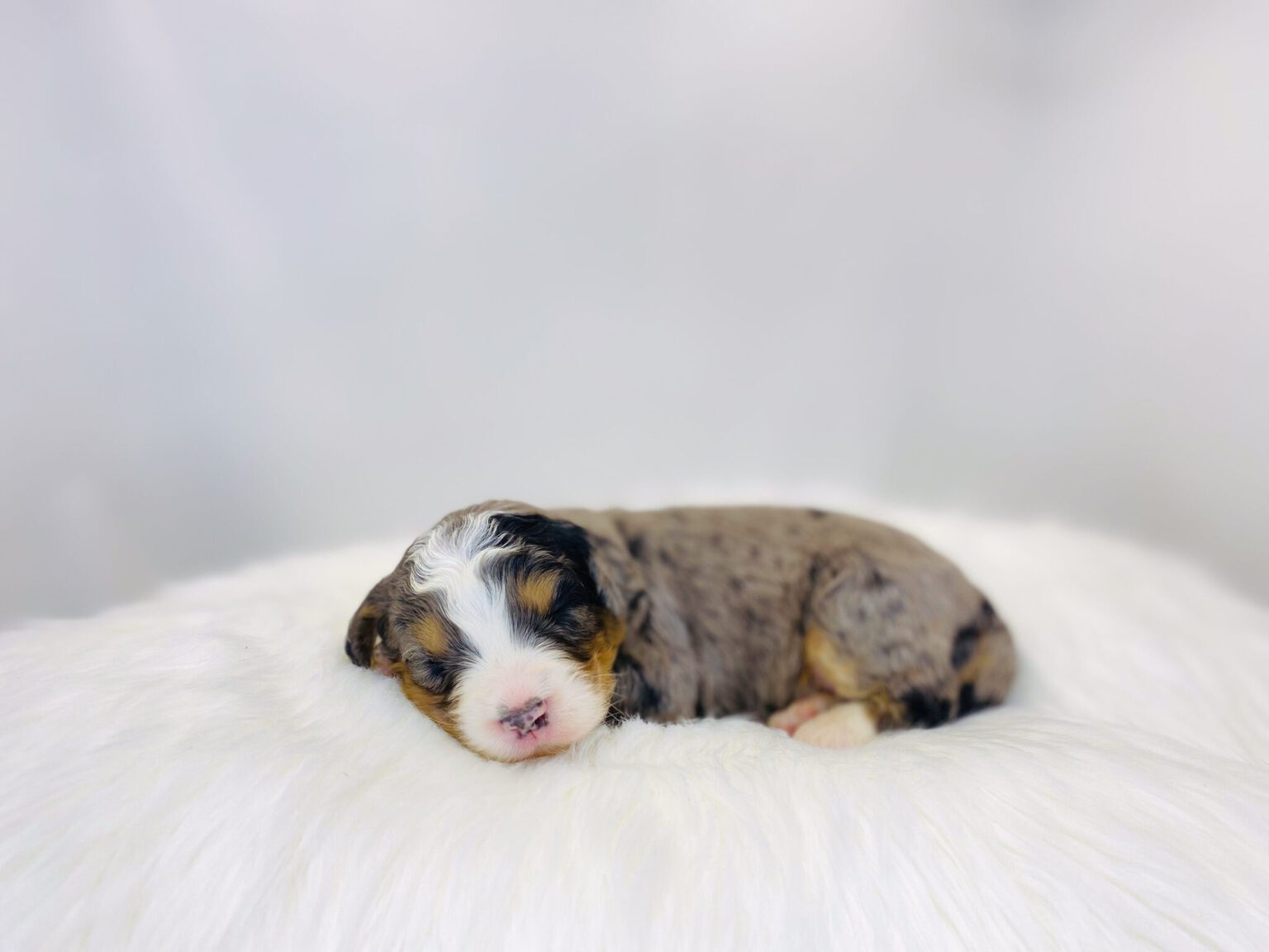 I am just a tiny baby and would love to join your family soon! Of course, you can’t see how cute and curly I will be when I get older, so the Dog Club will send updated photos when I am about 6 to 7 weeks old, if you choose to adopt me. Infant puppy deposits are refundable or transferrable.