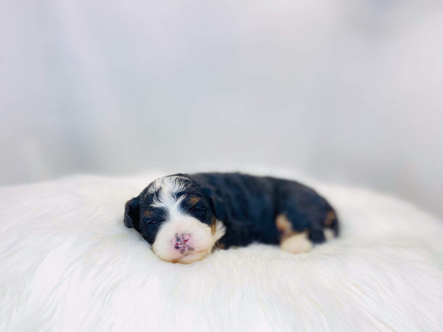 I am just a tiny baby and would love to join your family soon! Of course, you can’t see how cute and curly I will be when I get older, so the Dog Club will send updated photos when I am about 6 to 7 weeks old, if you choose to adopt me. Infant puppy deposits are refundable or transferrable.
