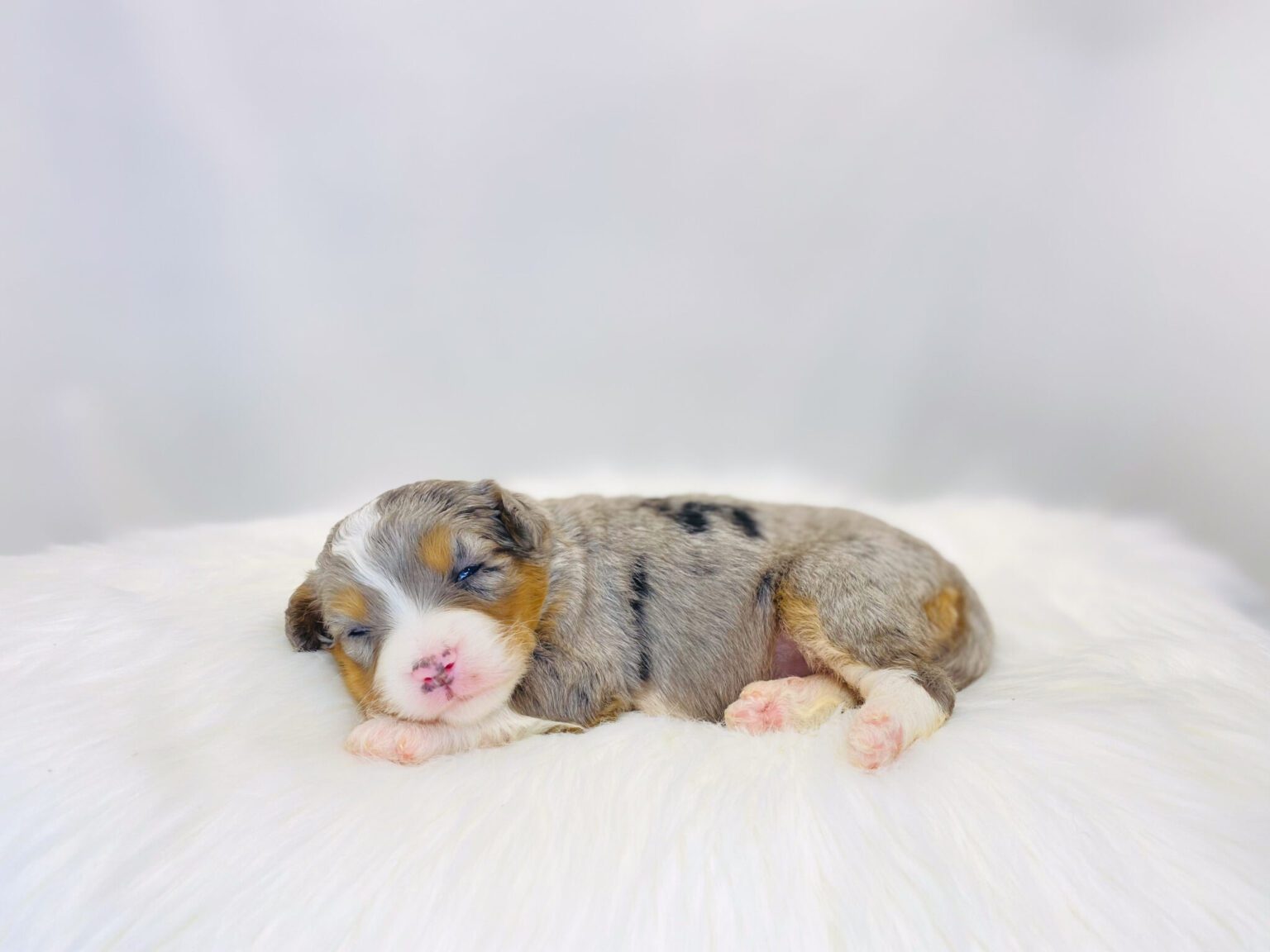 I am just a tiny baby and would love to join your family soon! Of course, you can’t see how cute and curly I will be when I get older, so the Dog Club will send updated photos when I am about 6 to 7 weeks old, if you choose to adopt me. Infant puppy deposits are refundable or transferrable.