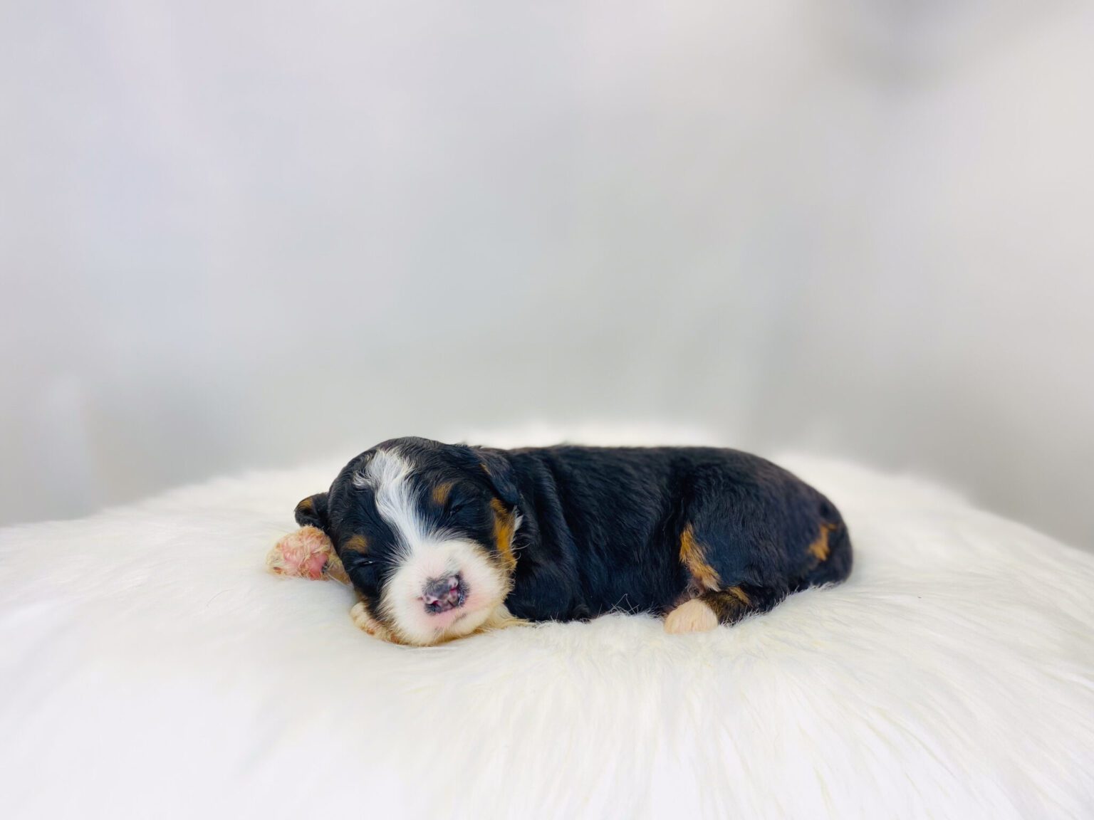 I am just a tiny baby and would love to join your family soon! Of course, you can’t see how cute and curly I will be when I get older, so the Dog Club will send updated photos when I am about 6 to 7 weeks old, if you choose to adopt me. Infant puppy deposits are refundable or transferrable.