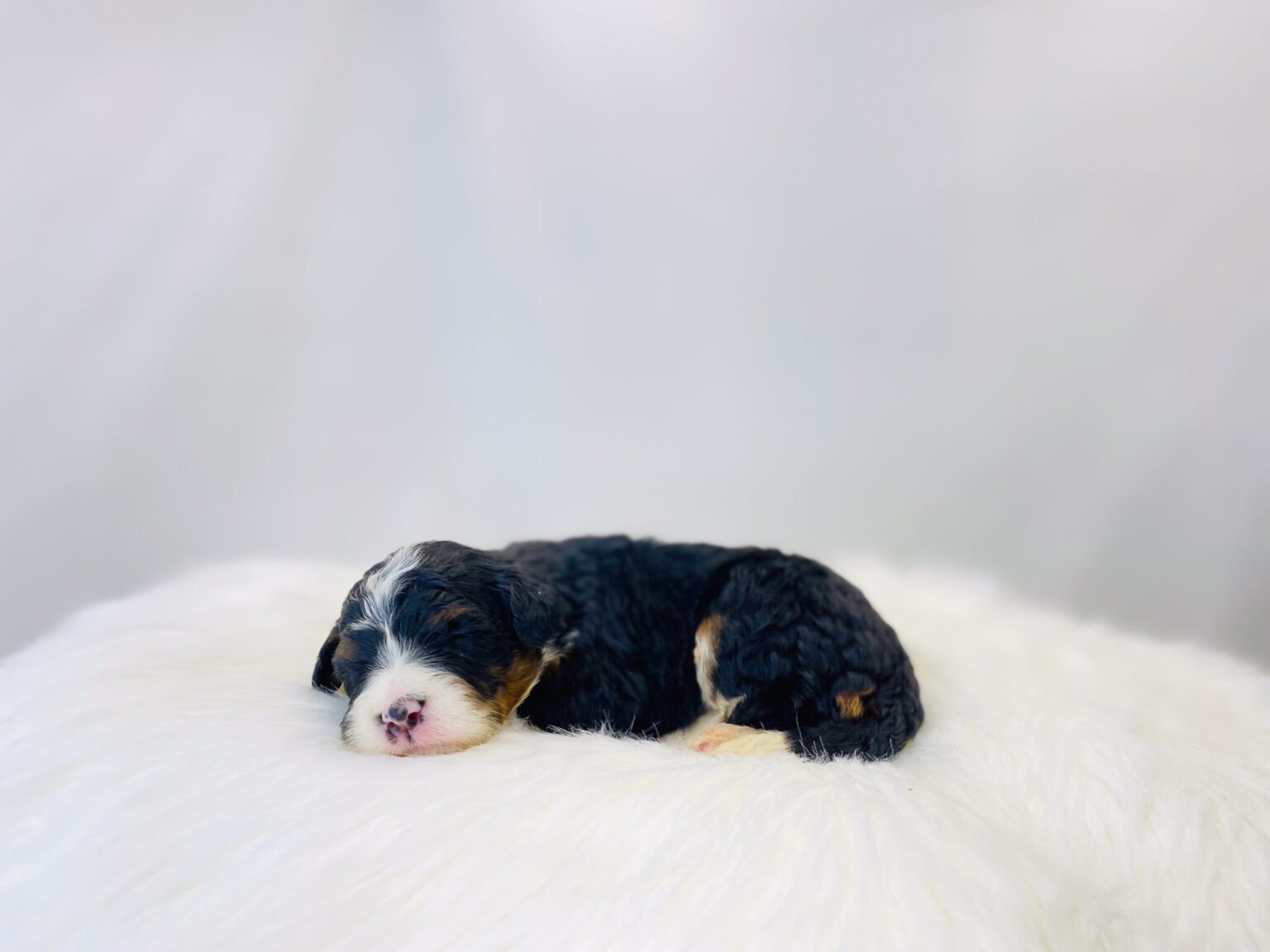 I am just a tiny baby and would love to join your family soon! Of course, you can’t see how cute and curly I will be when I get older, so the Dog Club will send updated photos when I am about 6 to 7 weeks old, if you choose to adopt me. Infant puppy deposits are refundable or transferrable.