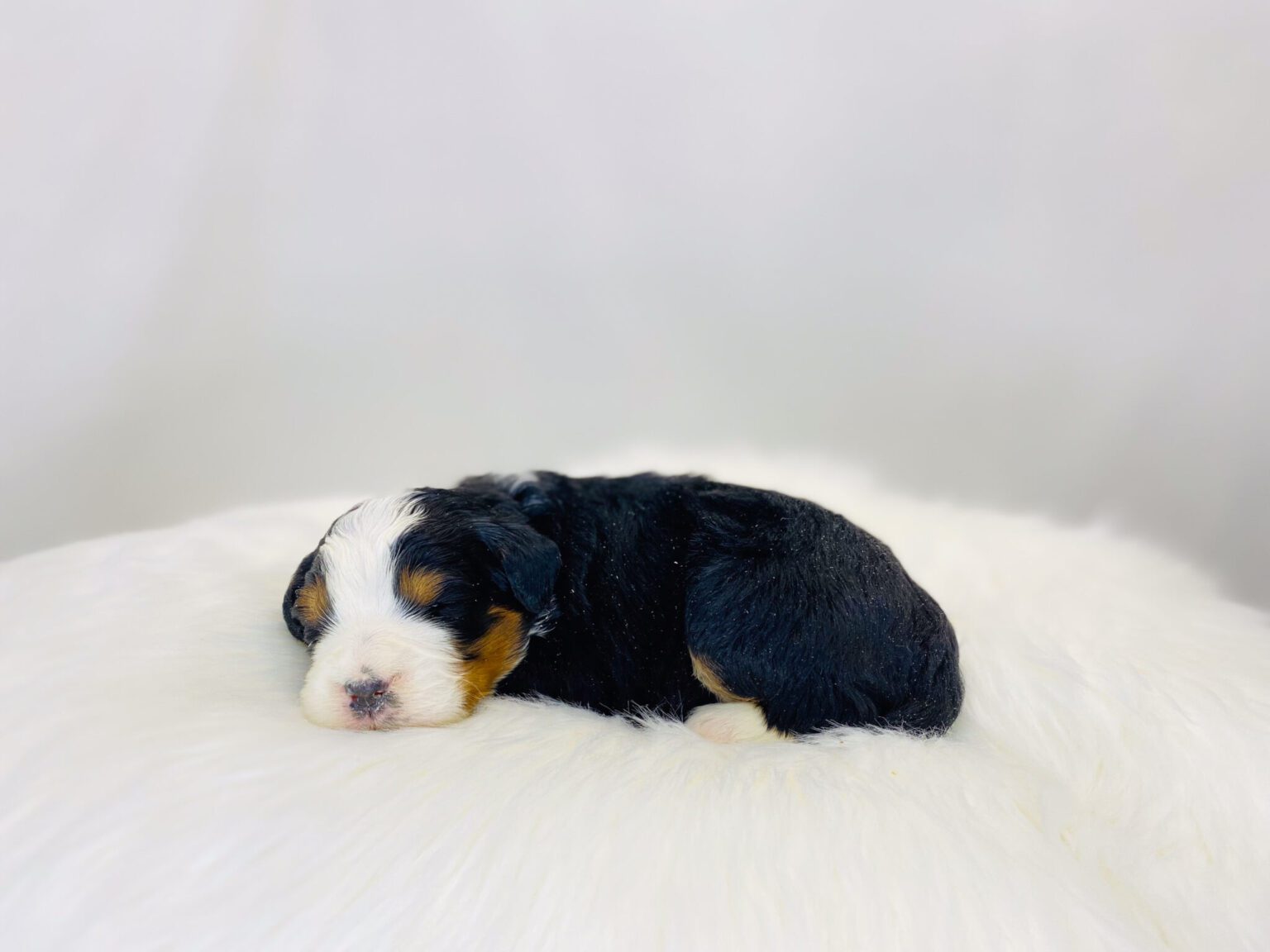 I am just a tiny baby and would love to join your family soon! Of course, you can’t see how cute and curly I will be when I get older, so the Dog Club will send updated photos when I am about 6 to 7 weeks old, if you choose to adopt me. Infant puppy deposits are refundable or transferrable.