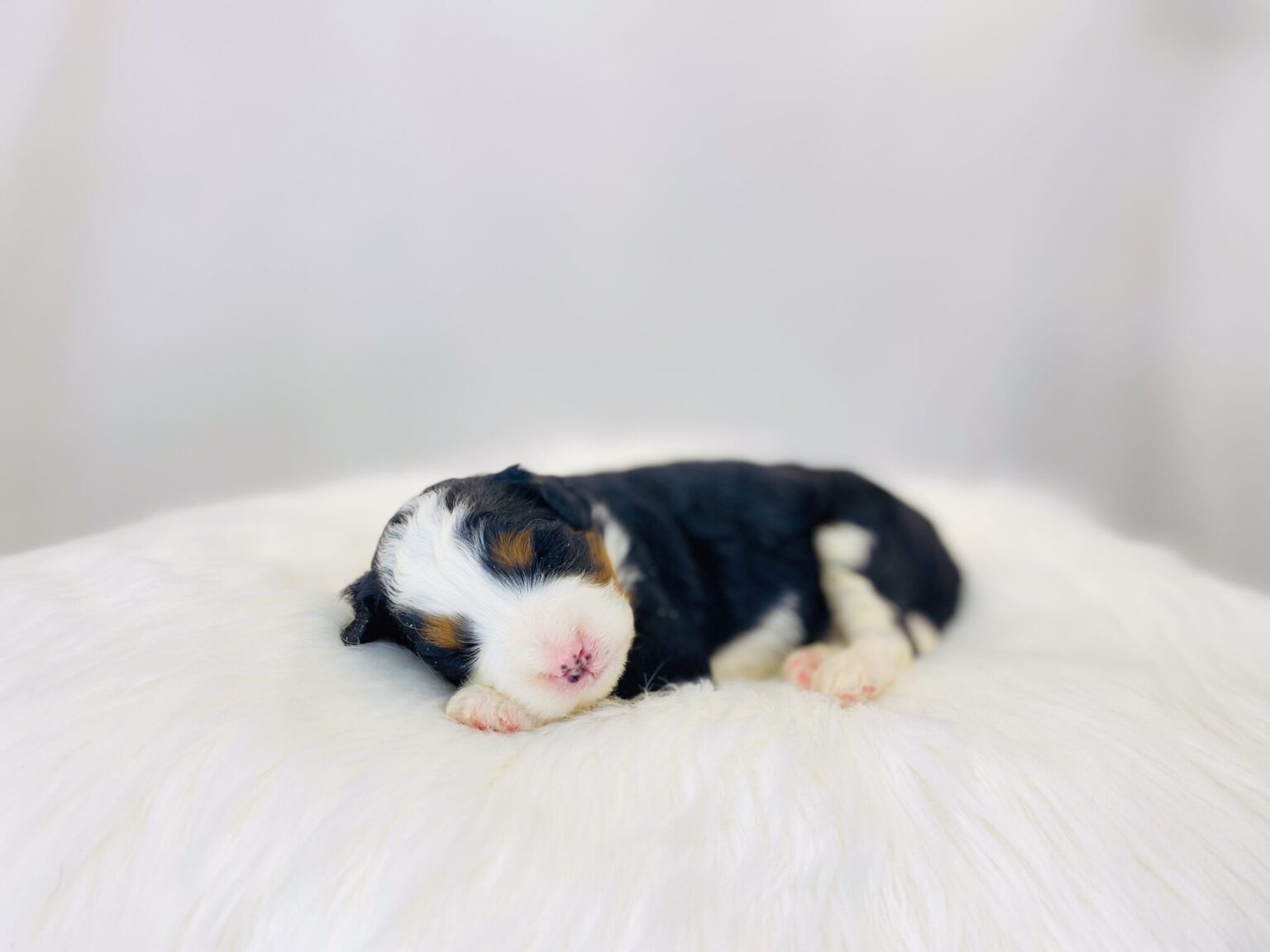 I am just a tiny baby and would love to join your family soon! Of course, you can’t see how cute and curly I will be when I get older, so the Dog Club will send updated photos when I am about 6 to 7 weeks old, if you choose to adopt me. Infant puppy deposits are refundable or transferrable.