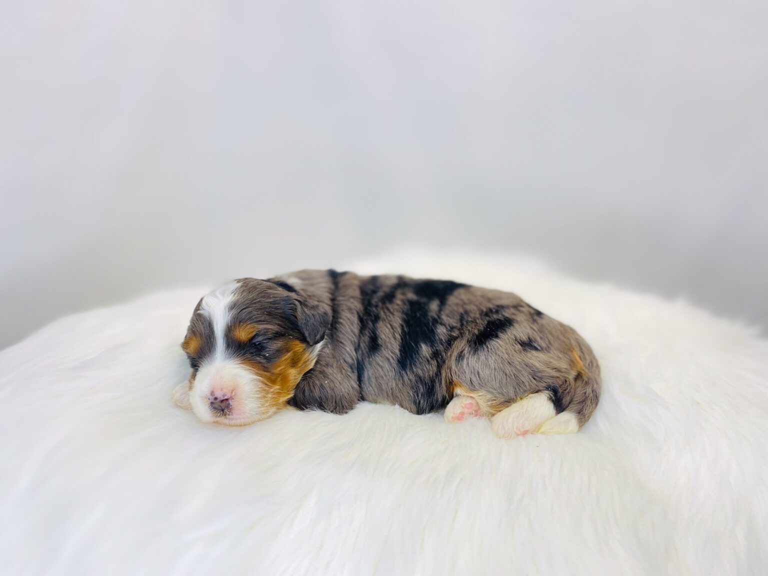 I am just a tiny baby and would love to join your family soon! Of course, you can’t see how cute and curly I will be when I get older, so the Dog Club will send updated photos when I am about 6 to 7 weeks old, if you choose to adopt me. Infant puppy deposits are refundable or transferrable.