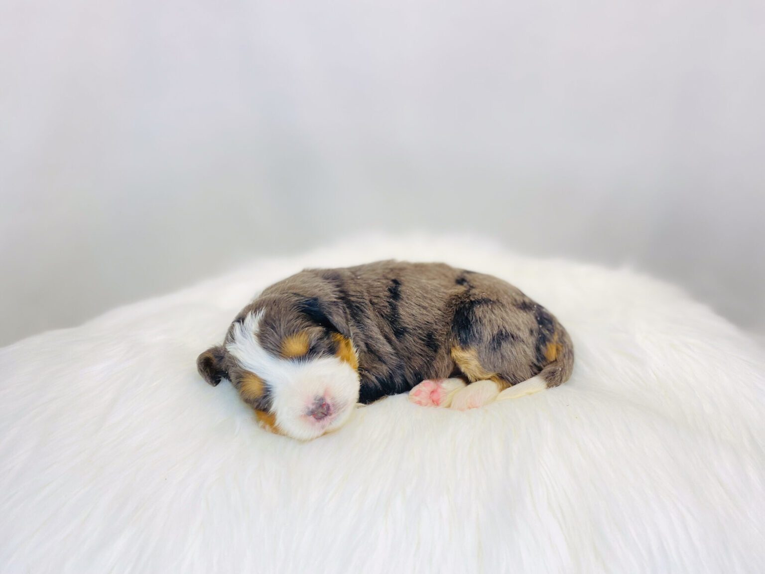 I am just a tiny baby and would love to join your family soon! Of course, you can’t see how cute and curly I will be when I get older, so the Dog Club will send updated photos when I am about 6 to 7 weeks old, if you choose to adopt me. Infant puppy deposits are refundable or transferrable.