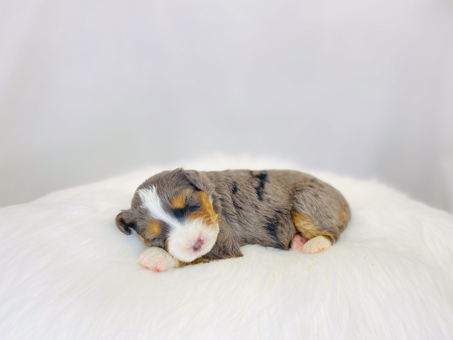 I am just a tiny baby and would love to join your family soon! Of course, you can’t see how cute and curly I will be when I get older, so the Dog Club will send updated photos when I am about 6 to 7 weeks old, if you choose to adopt me. Infant puppy deposits are refundable or transferrable.