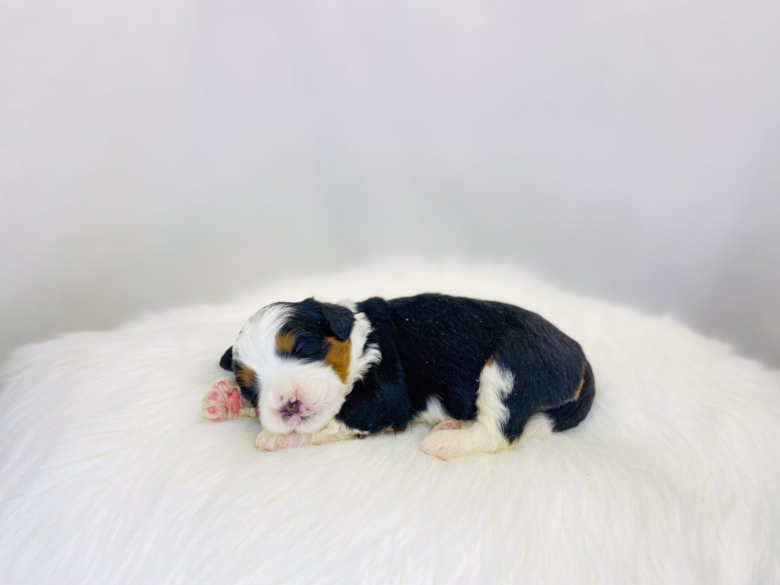 I am just a tiny baby and would love to join your family soon! Of course, you can’t see how cute and curly I will be when I get older, so the Dog Club will send updated photos when I am about 6 to 7 weeks old, if you choose to adopt me. Infant puppy deposits are refundable or transferrable.
