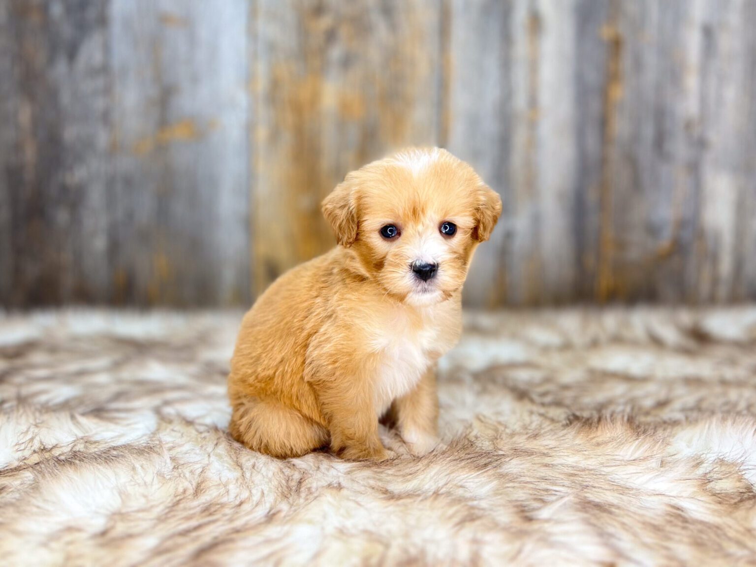 I am just a tiny baby and would love to join your family soon! Of course, you can’t see how cute and curly I will be when I get older, so the Dog Club will send updated photos when I am about 6 to 7 weeks old, if you choose to adopt me. Infant puppy deposits are refundable or transferrable.