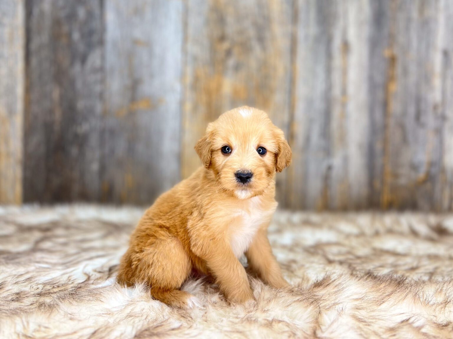 I am just a tiny baby and would love to join your family soon! Of course, you can’t see how cute and curly I will be when I get older, so the Dog Club will send updated photos when I am about 6 to 7 weeks old, if you choose to adopt me. Infant puppy deposits are refundable or transferrable.