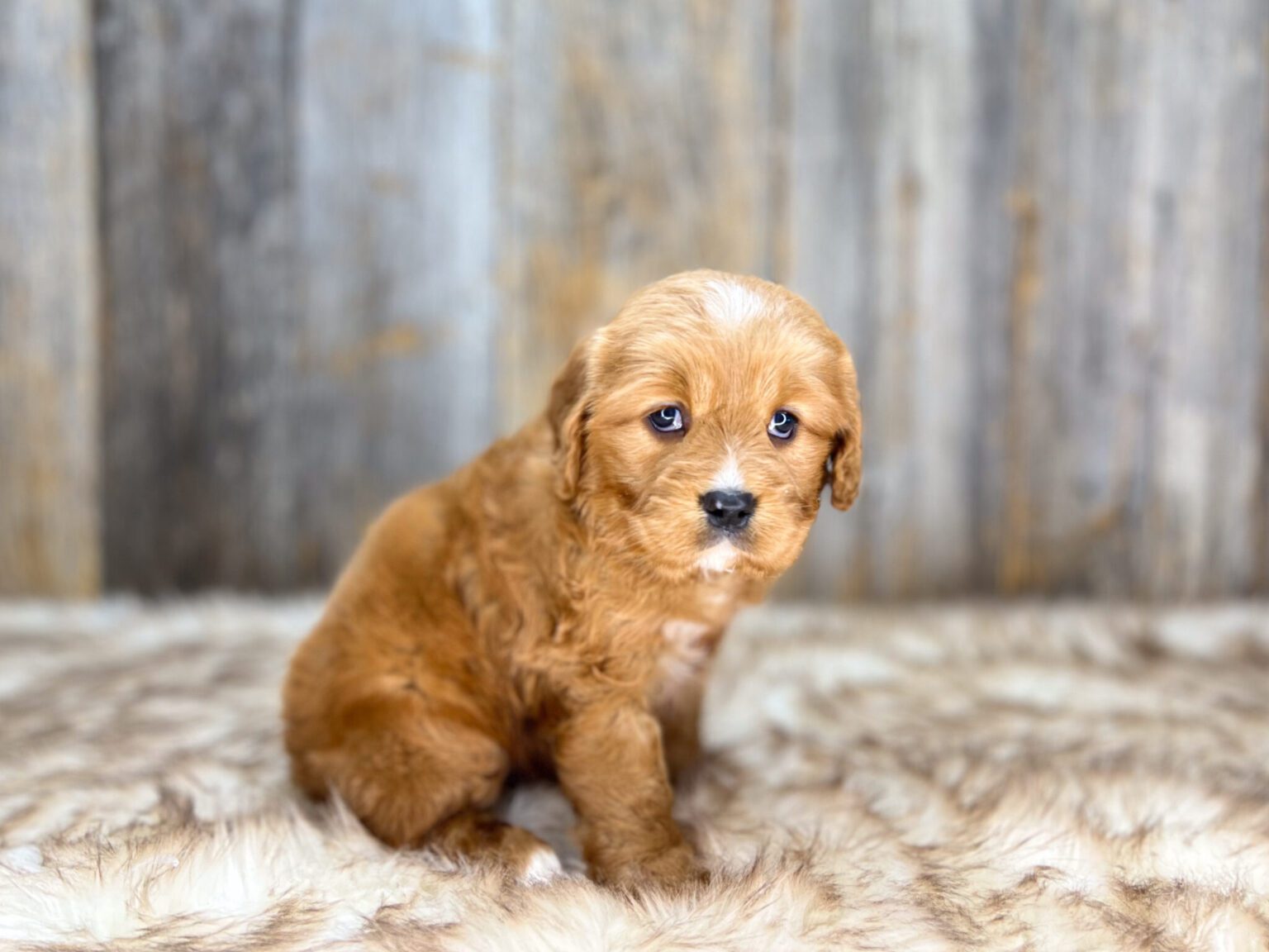 I am just a tiny baby and would love to join your family soon! Of course, you can’t see how cute and curly I will be when I get older, so the Dog Club will send updated photos when I am about 6 to 7 weeks old, if you choose to adopt me. Infant puppy deposits are refundable or transferrable.