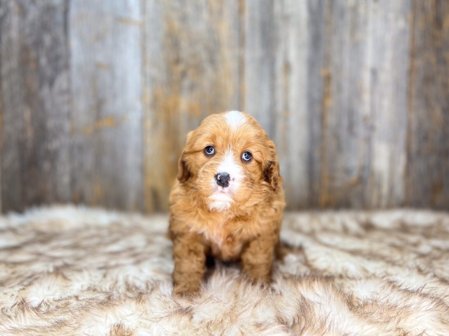 I am just a tiny baby and would love to join your family soon! Of course, you can’t see how cute and curly I will be when I get older, so the Dog Club will send updated photos when I am about 6 to 7 weeks old, if you choose to adopt me. Infant puppy deposits are refundable or transferrable.