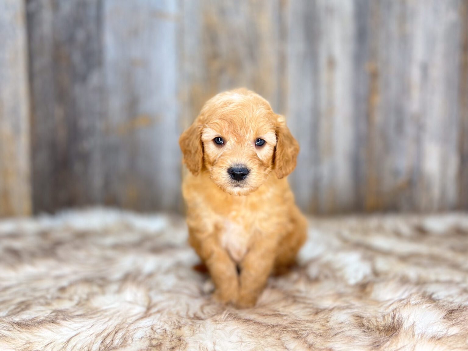 I am just a tiny baby and would love to join your family soon! Of course, you can’t see how cute and curly I will be when I get older, so the Dog Club will send updated photos when I am about 6 to 7 weeks old, if you choose to adopt me. Infant puppy deposits are refundable or transferrable.