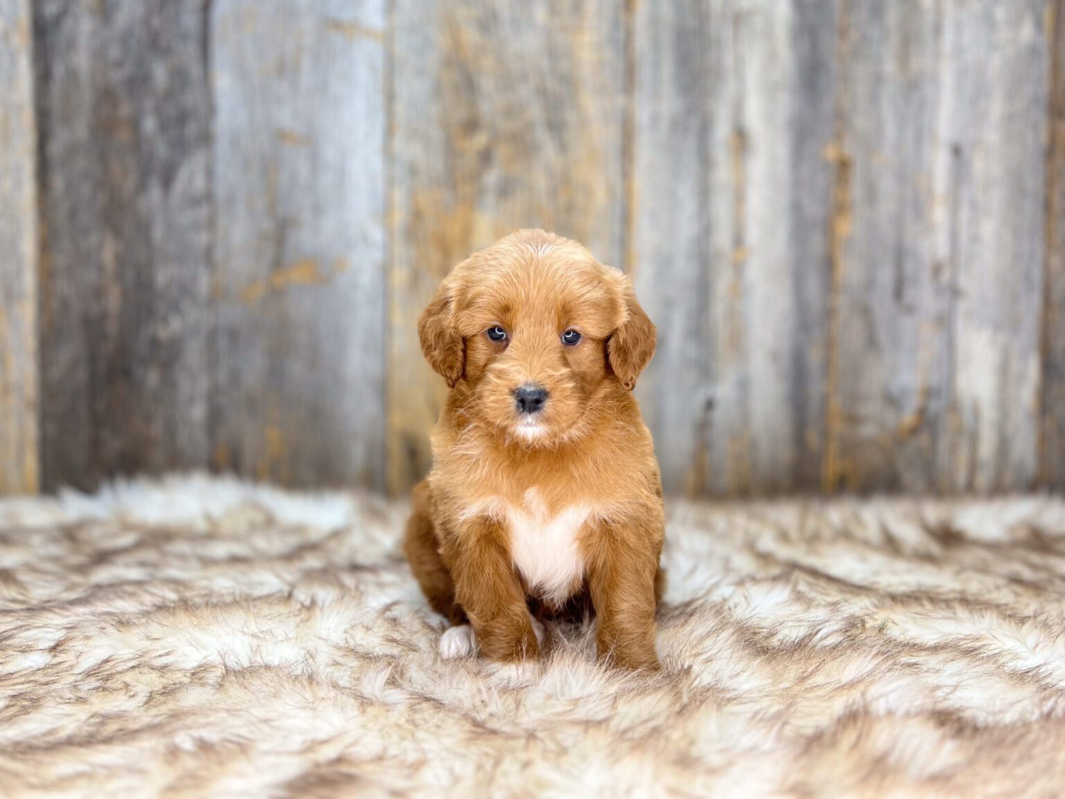 I am just a tiny baby and would love to join your family soon! Of course, you can’t see how cute and curly I will be when I get older, so the Dog Club will send updated photos when I am about 6 to 7 weeks old, if you choose to adopt me. Infant puppy deposits are refundable or transferrable.