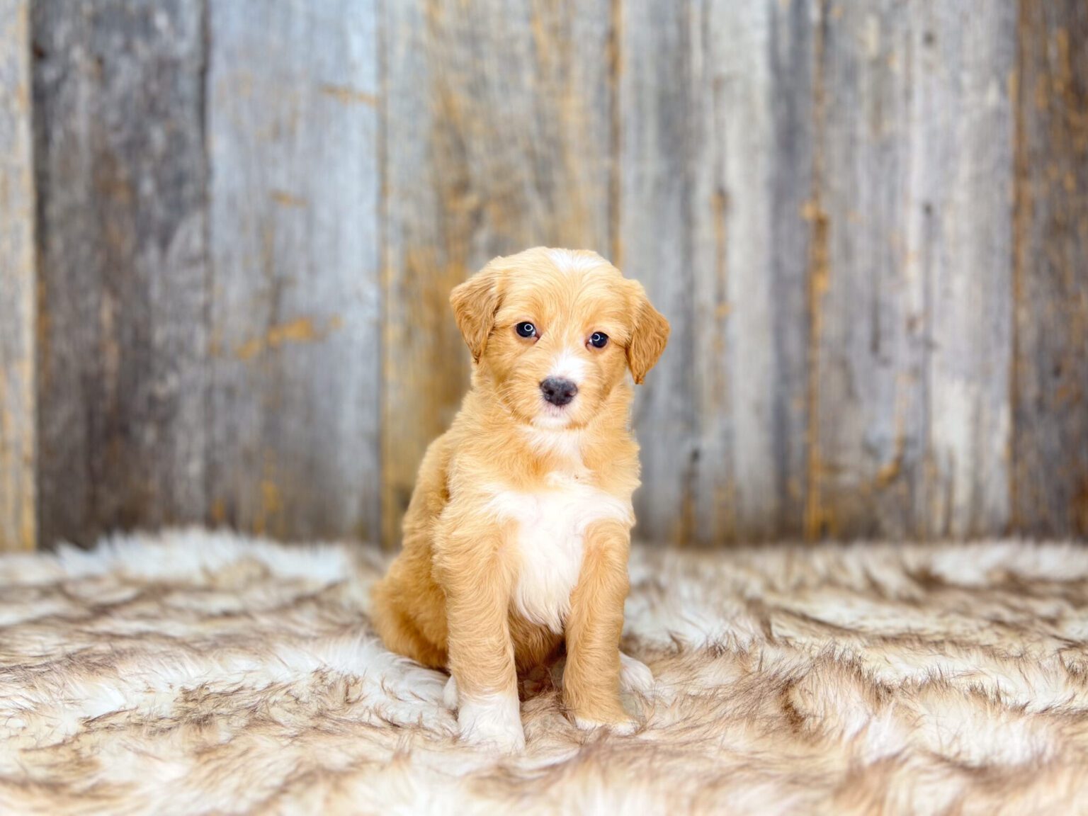 I am just a tiny baby and would love to join your family soon! Of course, you can’t see how cute and curly I will be when I get older, so the Dog Club will send updated photos when I am about 6 to 7 weeks old, if you choose to adopt me. Infant puppy deposits are refundable or transferrable.