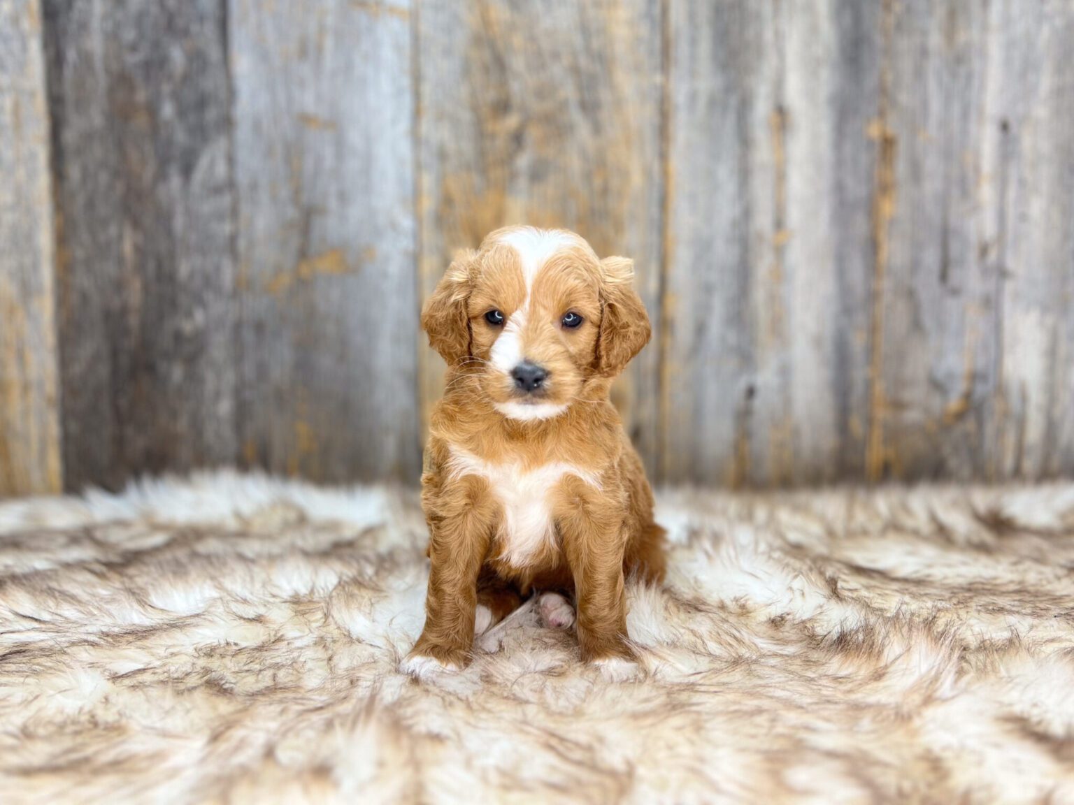 I am just a tiny baby and would love to join your family soon! Of course, you can’t see how cute and curly I will be when I get older, so the Dog Club will send updated photos when I am about 6 to 7 weeks old, if you choose to adopt me. Infant puppy deposits are refundable or transferrable.