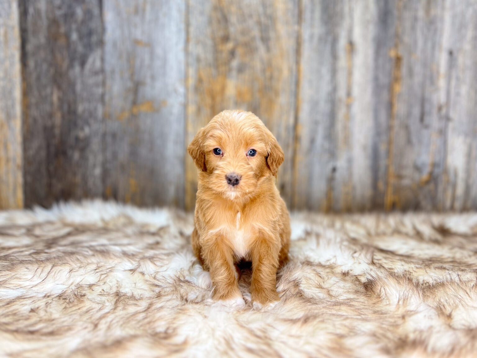 I am just a tiny baby and would love to join your family soon! Of course, you can’t see how cute and curly I will be when I get older, so the Dog Club will send updated photos when I am about 6 to 7 weeks old, if you choose to adopt me. Infant puppy deposits are refundable or transferrable.