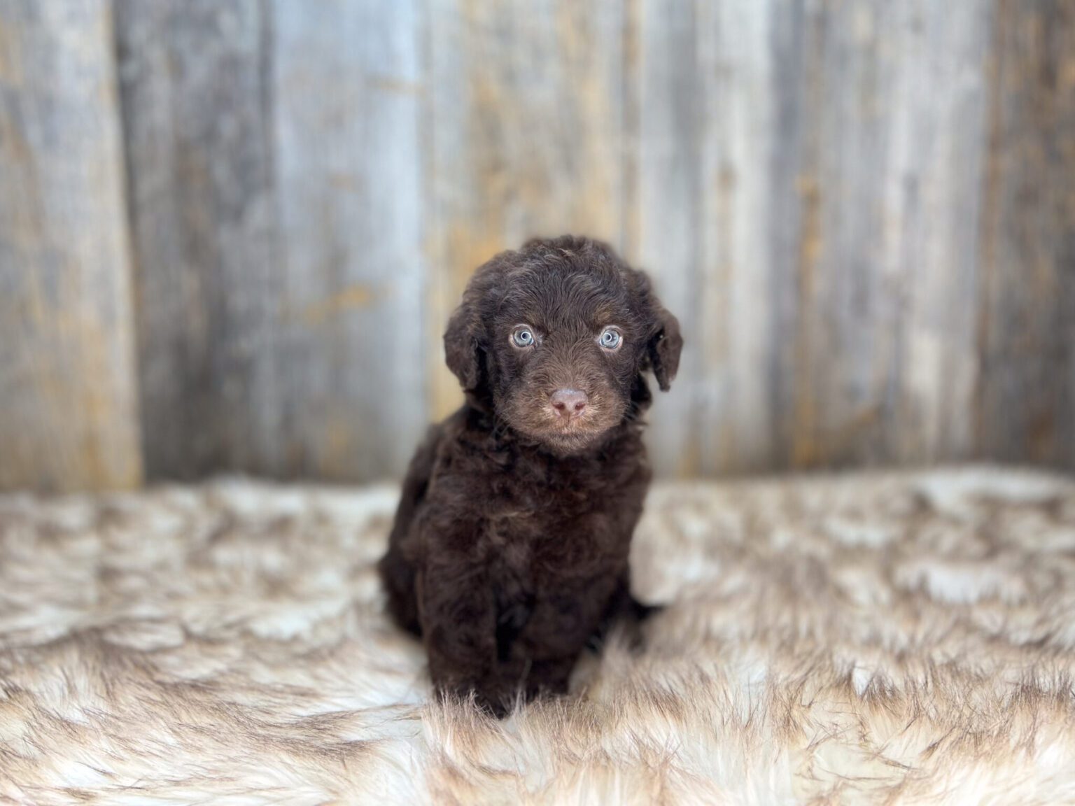 I am just a tiny baby and would love to join your family soon! Of course, you can’t see how cute and curly I will be when I get older, so the Dog Club will send updated photos when I am about 6 to 7 weeks old, if you choose to adopt me. Infant puppy deposits are refundable or transferrable.