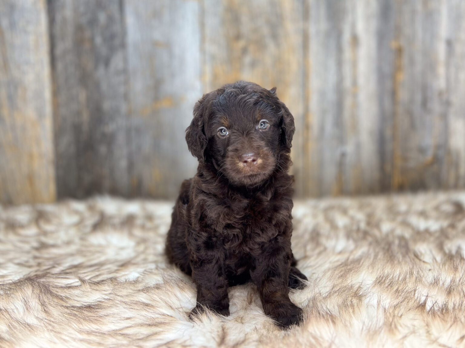 I am just a tiny baby and would love to join your family soon! Of course, you can’t see how cute and curly I will be when I get older, so the Dog Club will send updated photos when I am about 6 to 7 weeks old, if you choose to adopt me. Infant puppy deposits are refundable or transferrable.