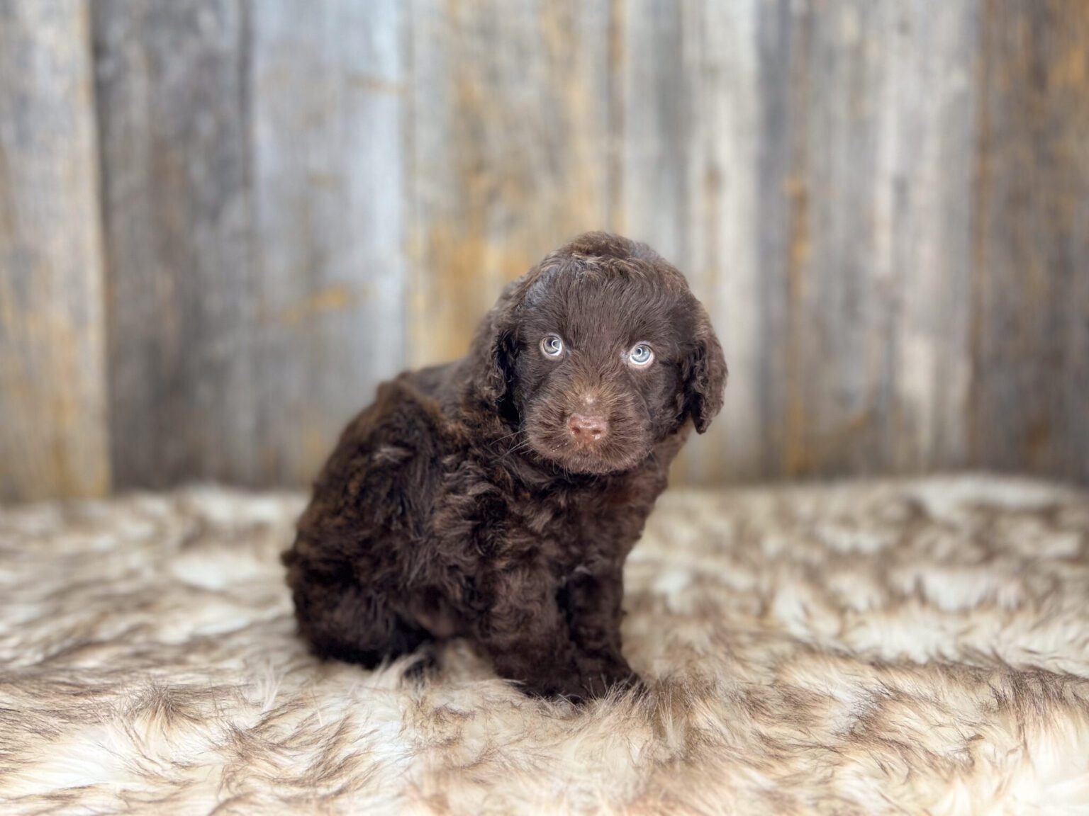 I am just a tiny baby and would love to join your family soon! Of course, you can’t see how cute and curly I will be when I get older, so the Dog Club will send updated photos when I am about 6 to 7 weeks old, if you choose to adopt me. Infant puppy deposits are refundable or transferrable.