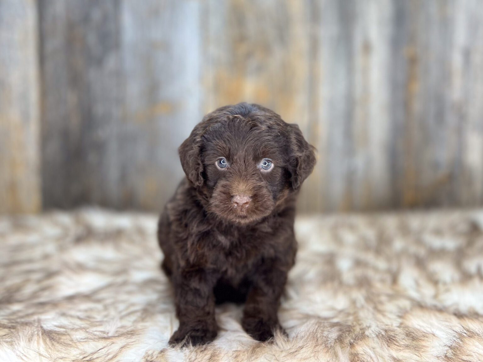 I am just a tiny baby and would love to join your family soon! Of course, you can’t see how cute and curly I will be when I get older, so the Dog Club will send updated photos when I am about 6 to 7 weeks old, if you choose to adopt me. Infant puppy deposits are refundable or transferrable.