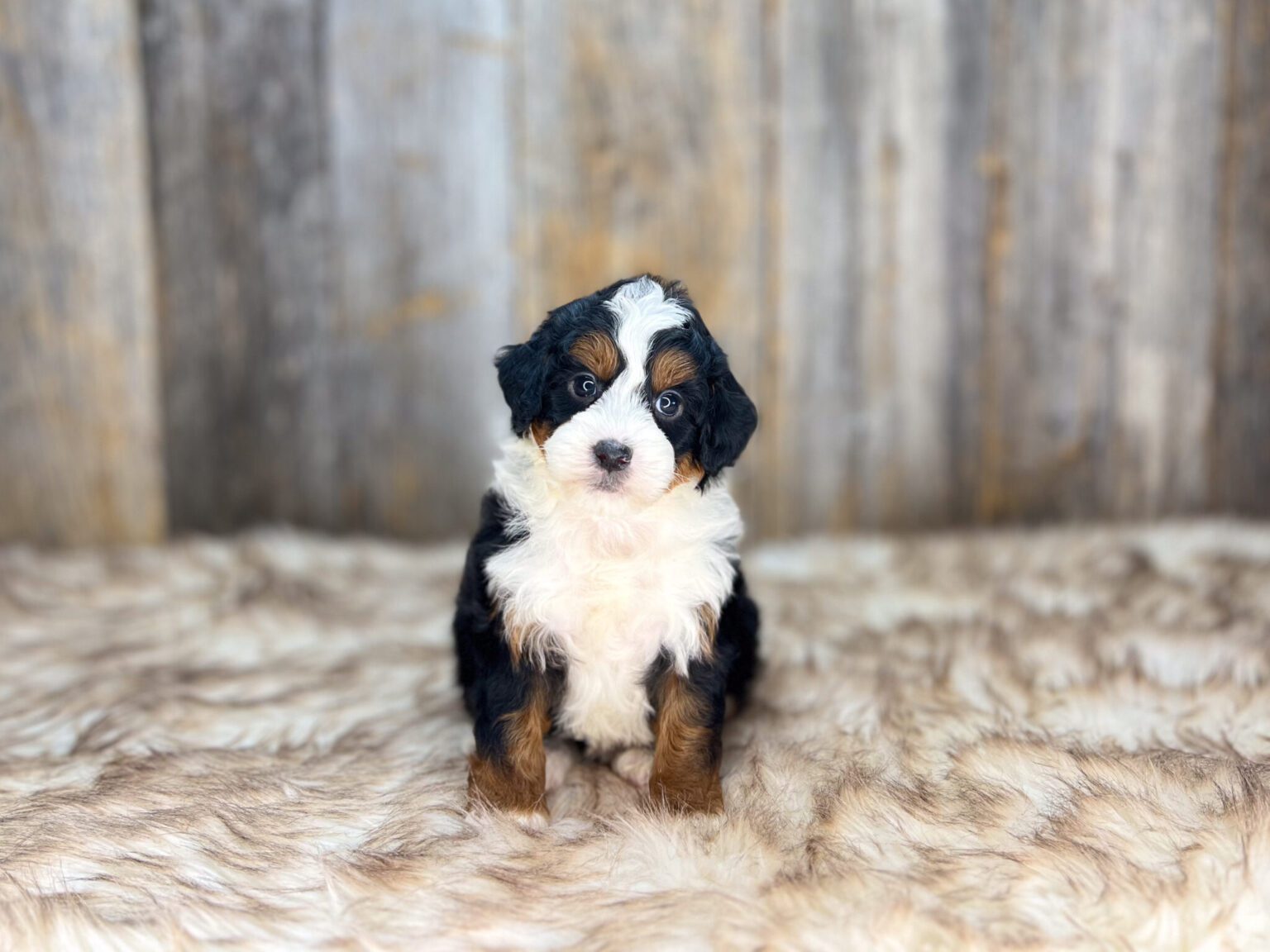 I am just a tiny baby and would love to join your family soon! Of course, you can’t see how cute and curly I will be when I get older, so the Dog Club will send updated photos when I am about 6 to 7 weeks old, if you choose to adopt me. Infant puppy deposits are refundable or transferrable.