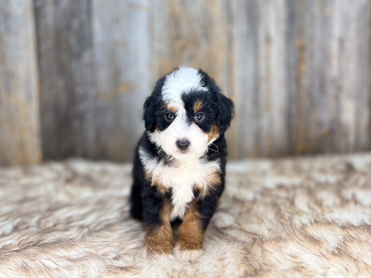 I am just a tiny baby and would love to join your family soon! Of course, you can’t see how cute and curly I will be when I get older, so the Dog Club will send updated photos when I am about 6 to 7 weeks old, if you choose to adopt me. Infant puppy deposits are refundable or transferrable.