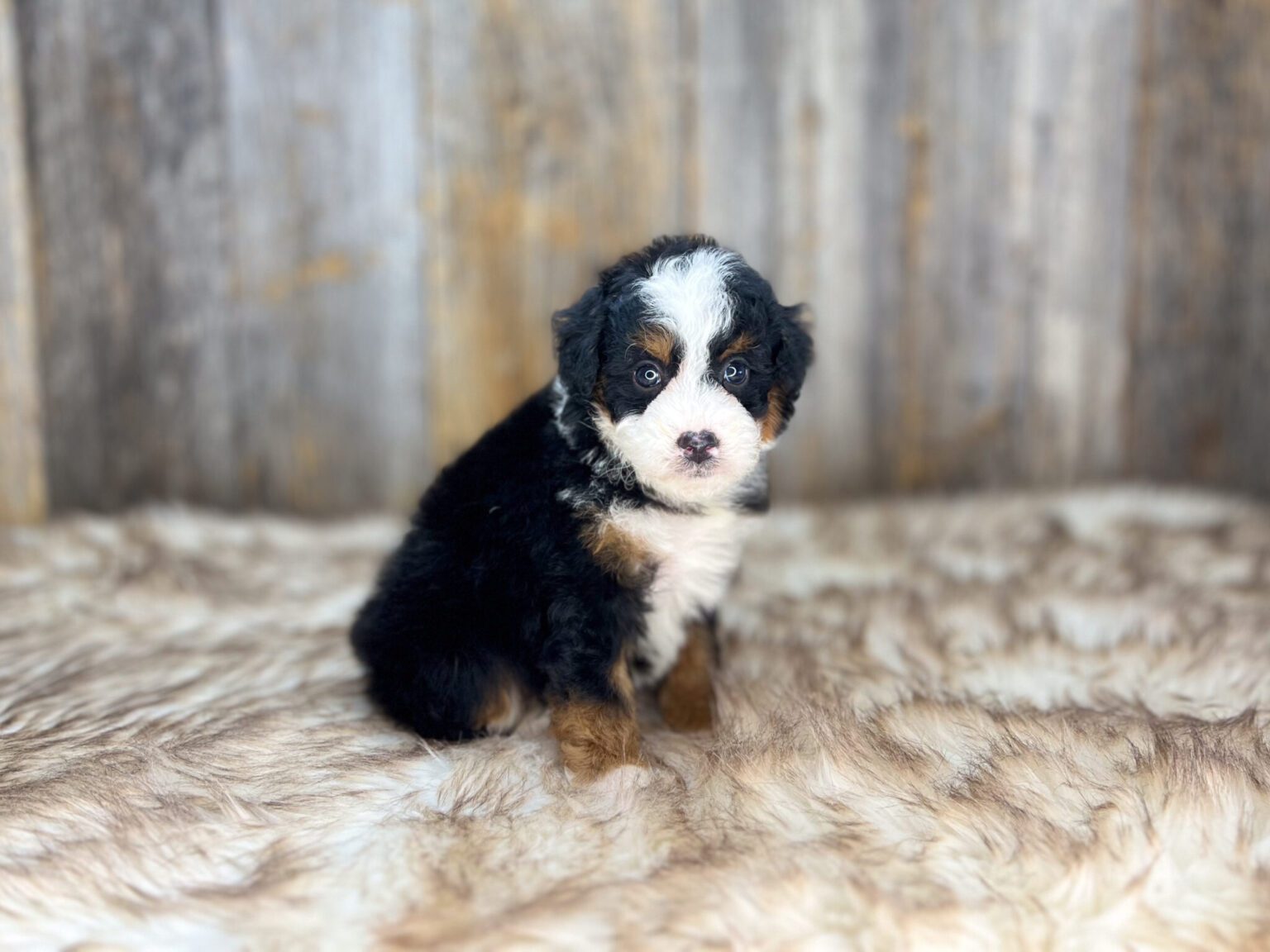 I am just a tiny baby and would love to join your family soon! Of course, you can’t see how cute and curly I will be when I get older, so the Dog Club will send updated photos when I am about 6 to 7 weeks old, if you choose to adopt me. Infant puppy deposits are refundable or transferrable.