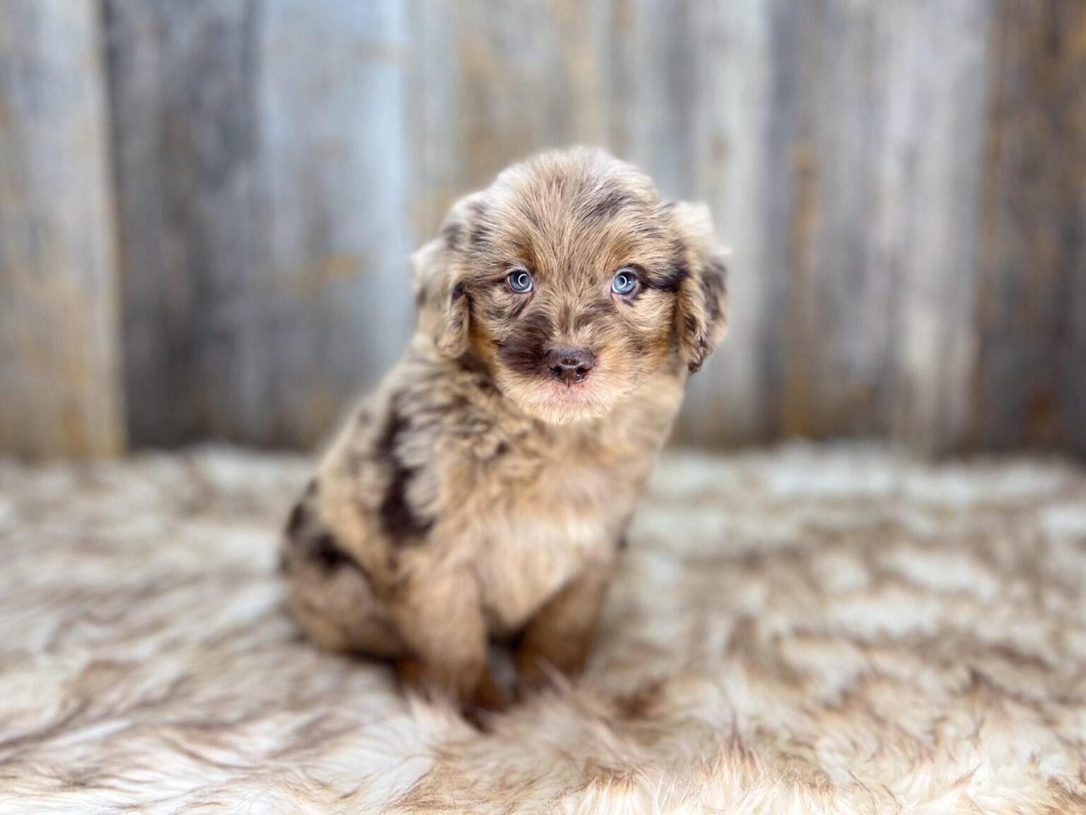 I am just a tiny baby and would love to join your family soon! Of course, you can’t see how cute and curly I will be when I get older, so the Dog Club will send updated photos when I am about 6 to 7 weeks old, if you choose to adopt me. Infant puppy deposits are refundable or transferrable.