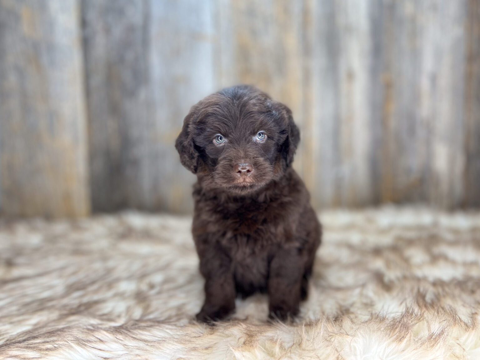 I am just a tiny baby and would love to join your family soon! Of course, you can’t see how cute and curly I will be when I get older, so the Dog Club will send updated photos when I am about 6 to 7 weeks old, if you choose to adopt me. Infant puppy deposits are refundable or transferrable.