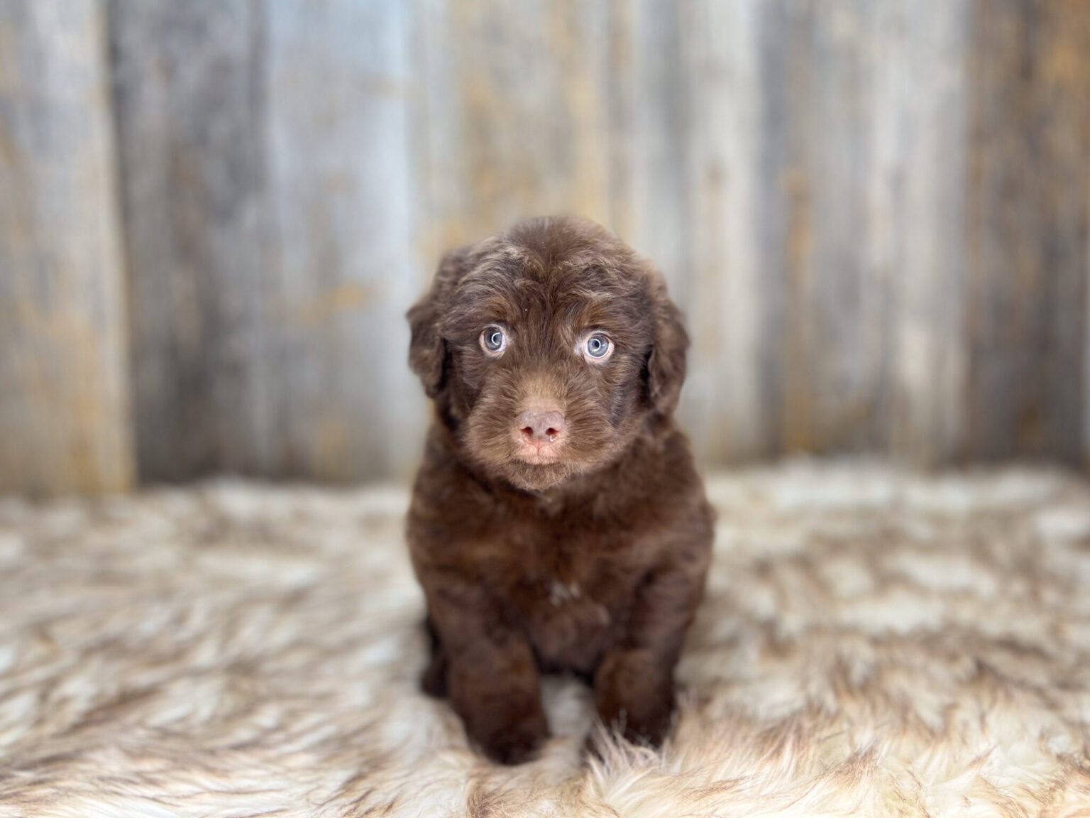 I am just a tiny baby and would love to join your family soon! Of course, you can’t see how cute and curly I will be when I get older, so the Dog Club will send updated photos when I am about 6 to 7 weeks old, if you choose to adopt me. Infant puppy deposits are refundable or transferrable.