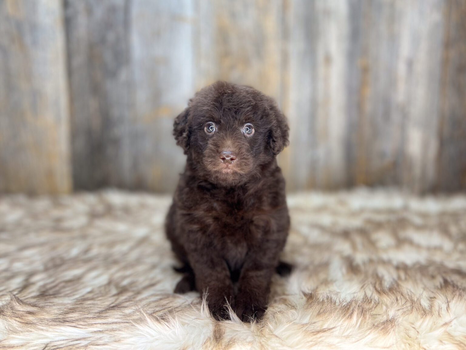 I am just a tiny baby and would love to join your family soon! Of course, you can’t see how cute and curly I will be when I get older, so the Dog Club will send updated photos when I am about 6 to 7 weeks old, if you choose to adopt me. Infant puppy deposits are refundable or transferrable.