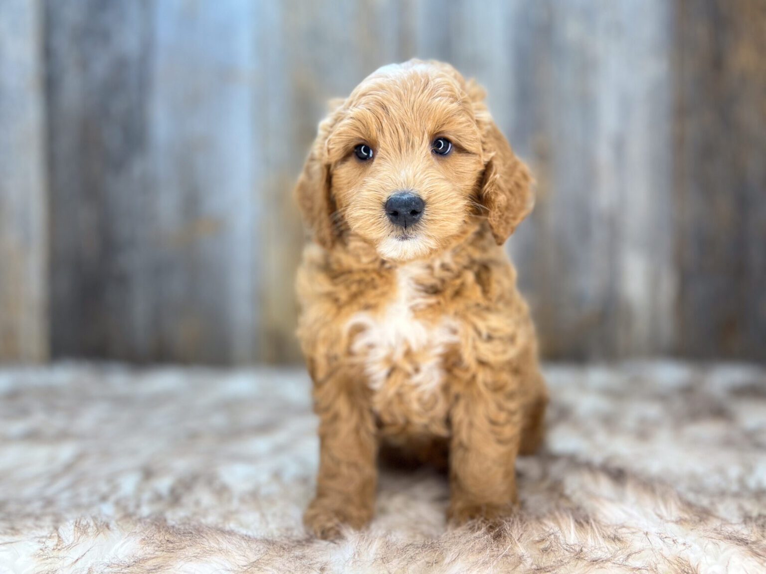 I am just a tiny baby and would love to join your family soon! Of course, you can’t see how cute and curly I will be when I get older, so the Dog Club will send updated photos when I am about 6 to 7 weeks old, if you choose to adopt me. Infant puppy deposits are refundable or transferrable.