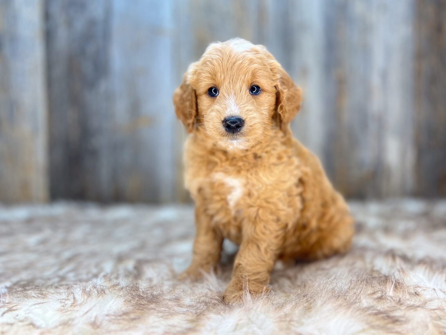 I am just a tiny baby and would love to join your family soon! Of course, you can’t see how cute and curly I will be when I get older, so the Dog Club will send updated photos when I am about 6 to 7 weeks old, if you choose to adopt me. Infant puppy deposits are refundable or transferrable.