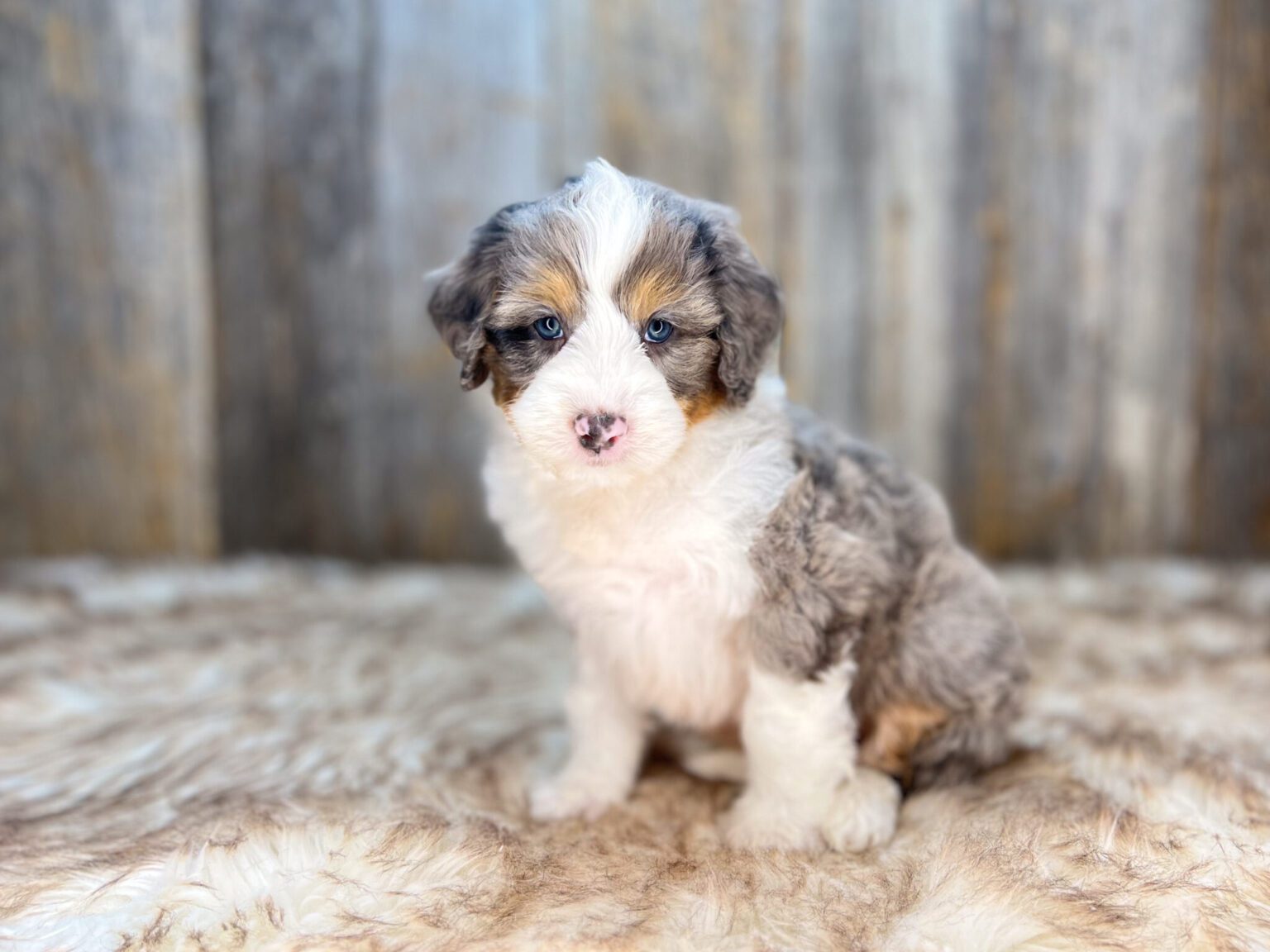 I am just a tiny baby and would love to join your family soon! Of course, you can’t see how cute and curly I will be when I get older, so the Dog Club will send updated photos when I am about 6 to 7 weeks old, if you choose to adopt me. Infant puppy deposits are refundable or transferrable.