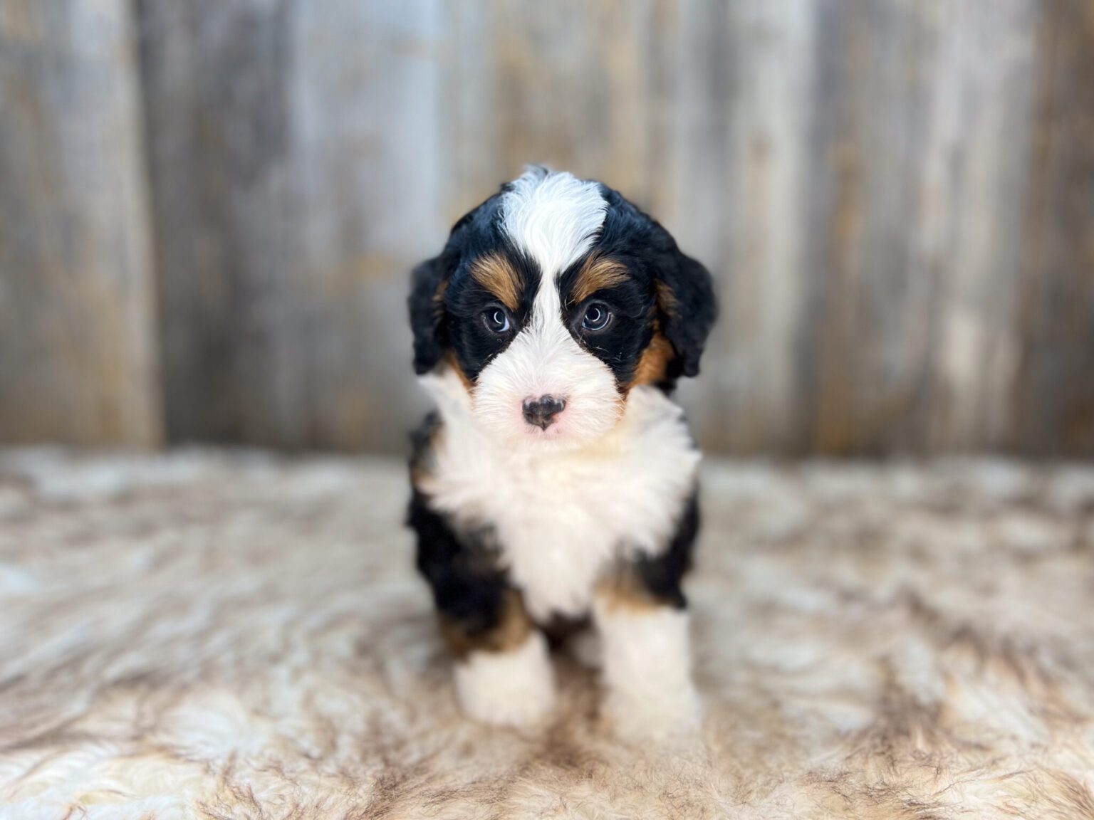I am just a tiny baby and would love to join your family soon! Of course, you can’t see how cute and curly I will be when I get older, so the Dog Club will send updated photos when I am about 6 to 7 weeks old, if you choose to adopt me. Infant puppy deposits are refundable or transferrable.