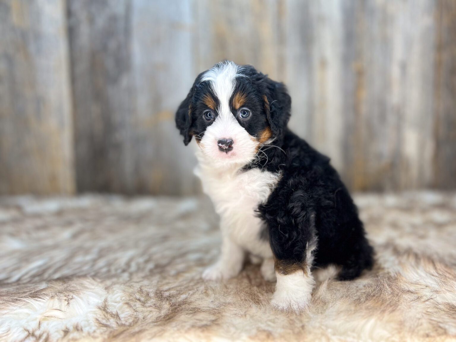 I am just a tiny baby and would love to join your family soon! Of course, you can’t see how cute and curly I will be when I get older, so the Dog Club will send updated photos when I am about 6 to 7 weeks old, if you choose to adopt me. Infant puppy deposits are refundable or transferrable.