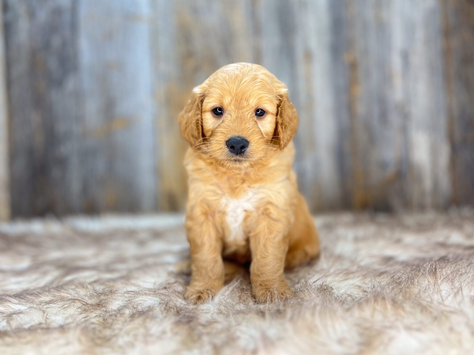 I am just a tiny baby and would love to join your family soon! Of course, you can’t see how cute and curly I will be when I get older, so the Dog Club will send updated photos when I am about 6 to 7 weeks old, if you choose to adopt me. Infant puppy deposits are refundable or transferrable.