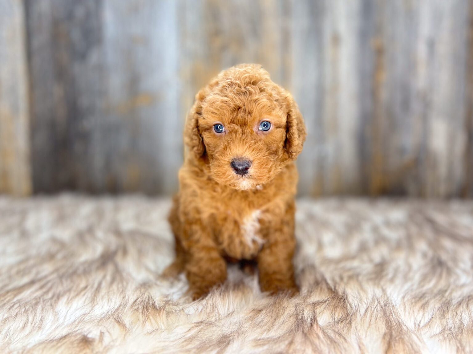 I am just a tiny baby and would love to join your family soon! Of course, you can’t see how cute and curly I will be when I get older, so the Dog Club will send updated photos when I am about 6 to 7 weeks old, if you choose to adopt me. Infant puppy deposits are refundable or transferrable.