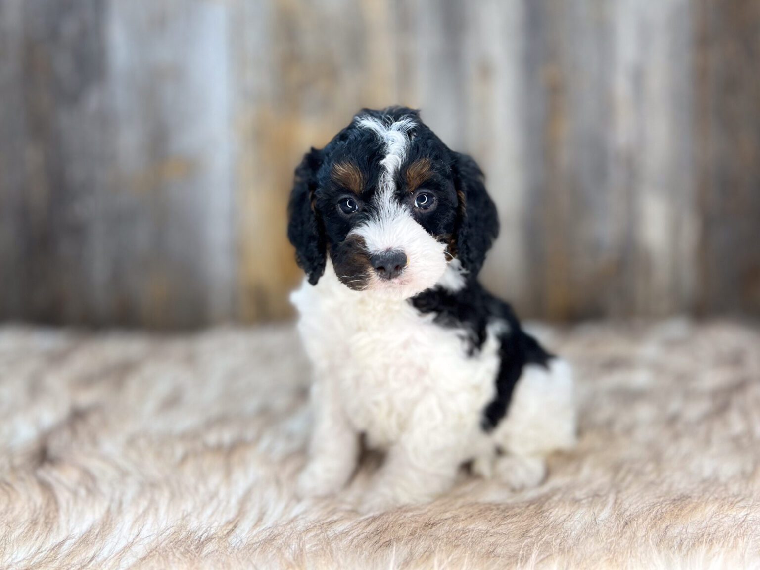 I am just a tiny baby and would love to join your family soon! Of course, you can’t see how cute and curly I will be when I get older, so the Dog Club will send updated photos when I am about 6 to 7 weeks old, if you choose to adopt me. Infant puppy deposits are refundable or transferrable.