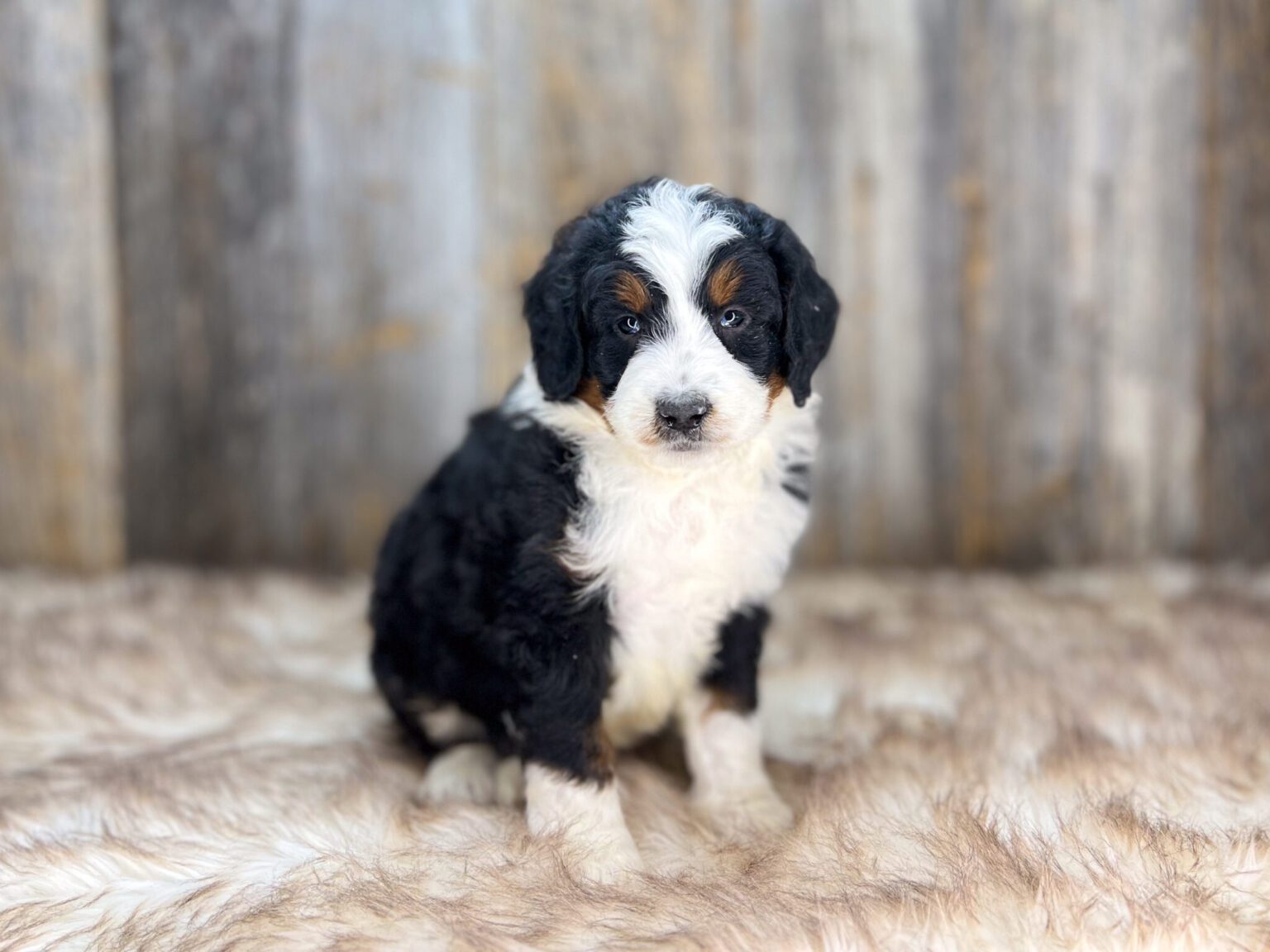 I am just a tiny baby and would love to join your family soon! Of course, you can’t see how cute and curly I will be when I get older, so the Dog Club will send updated photos when I am about 6 to 7 weeks old, if you choose to adopt me. Infant puppy deposits are refundable or transferrable.