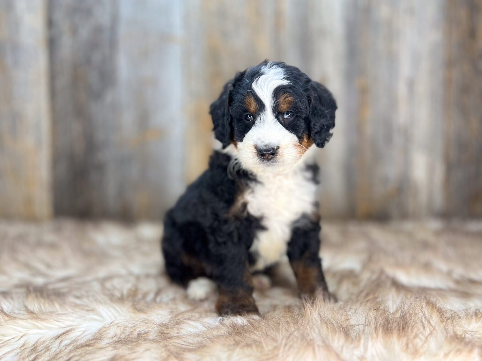 I am just a tiny baby and would love to join your family soon! Of course, you can’t see how cute and curly I will be when I get older, so the Dog Club will send updated photos when I am about 6 to 7 weeks old, if you choose to adopt me. Infant puppy deposits are refundable or transferrable.