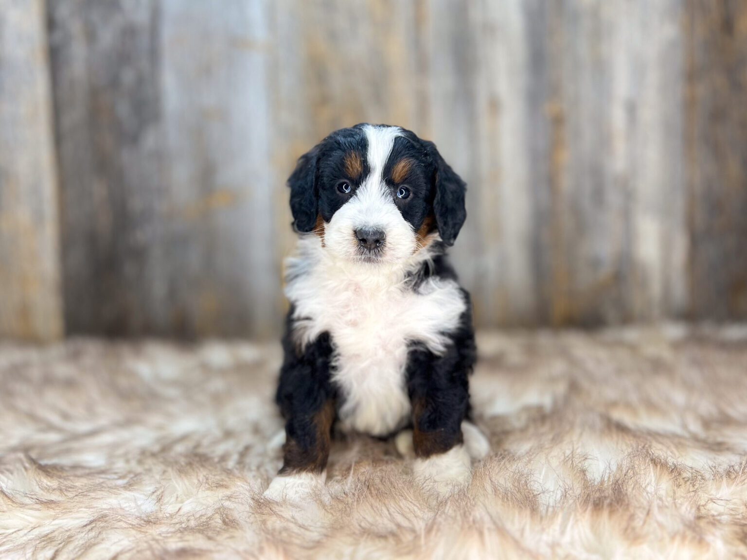 I am just a tiny baby and would love to join your family soon! Of course, you can’t see how cute and curly I will be when I get older, so the Dog Club will send updated photos when I am about 6 to 7 weeks old, if you choose to adopt me. Infant puppy deposits are refundable or transferrable.