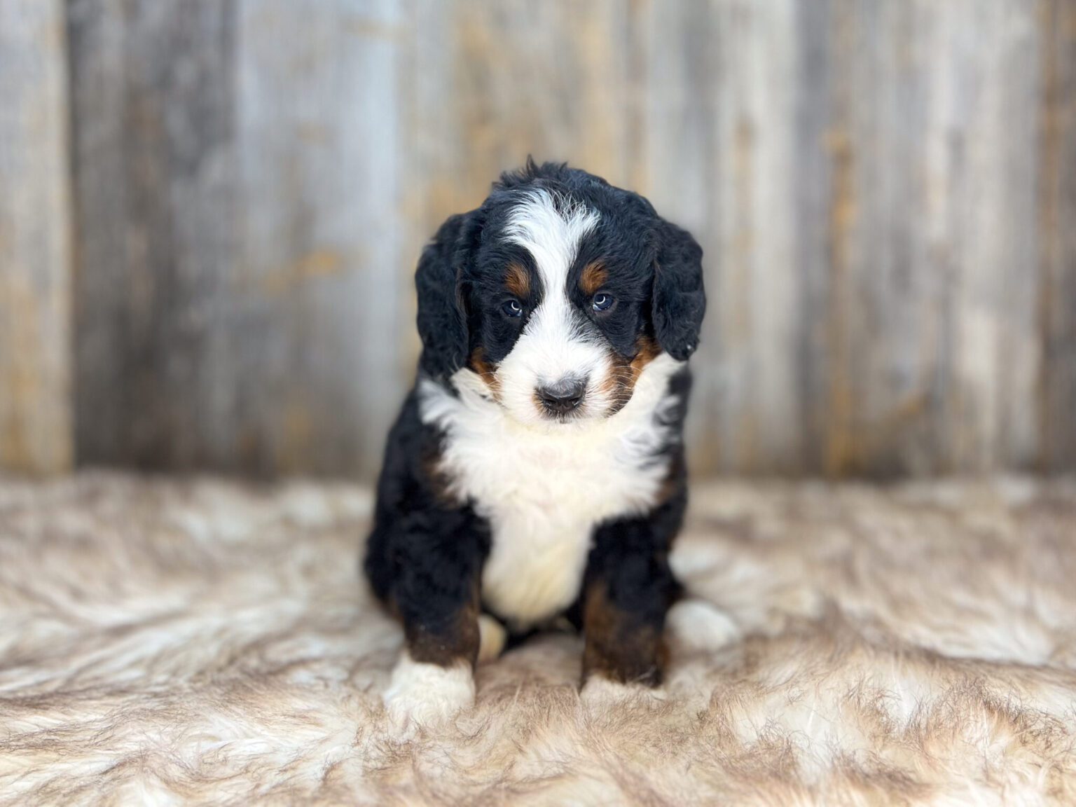 I am just a tiny baby and would love to join your family soon! Of course, you can’t see how cute and curly I will be when I get older, so the Dog Club will send updated photos when I am about 6 to 7 weeks old, if you choose to adopt me. Infant puppy deposits are refundable or transferrable.