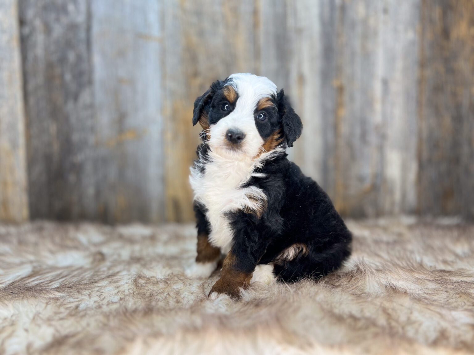 I am just a tiny baby and would love to join your family soon! Of course, you can’t see how cute and curly I will be when I get older, so the Dog Club will send updated photos when I am about 6 to 7 weeks old, if you choose to adopt me. Infant puppy deposits are refundable or transferrable.