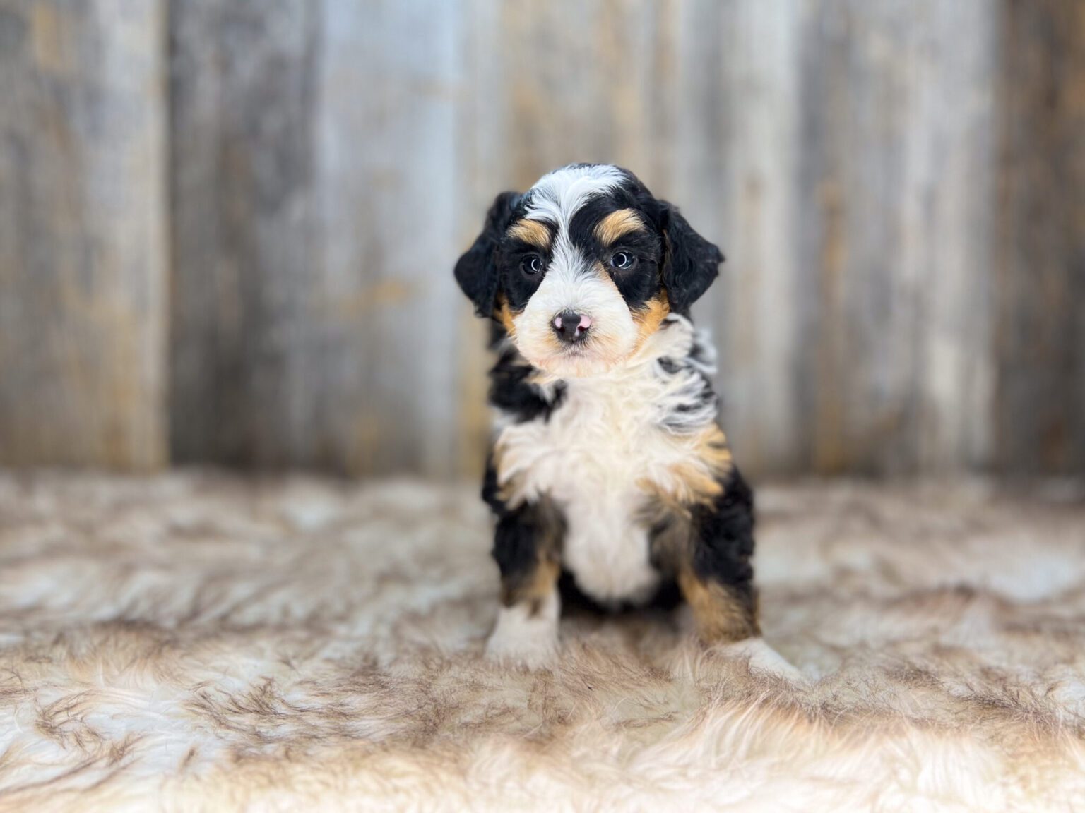 I am just a tiny baby and would love to join your family soon! Of course, you can’t see how cute and curly I will be when I get older, so the Dog Club will send updated photos when I am about 6 to 7 weeks old, if you choose to adopt me. Infant puppy deposits are refundable or transferrable.