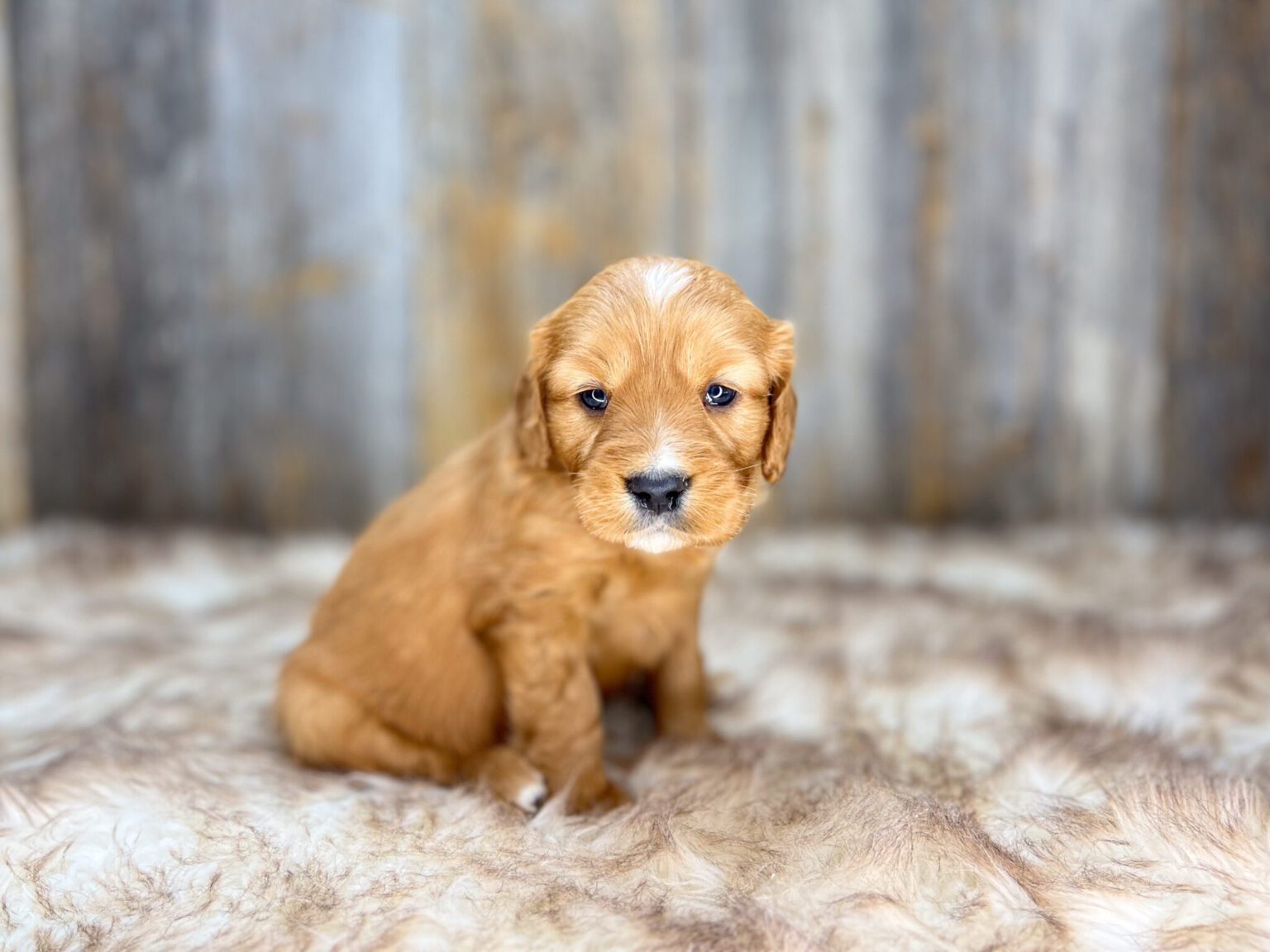 I am just a tiny baby and would love to join your family soon! Of course, you can’t see how cute and curly I will be when I get older, so the Dog Club will send updated photos when I am about 6 to 7 weeks old, if you choose to adopt me. Infant puppy deposits are refundable or transferrable.